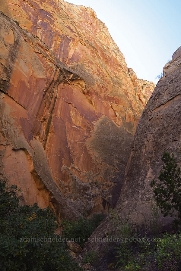 desert varnish in Surprise Canyon [Surprise Canyon Trail, Capitol Reef National Park, Garfield County, Utah]