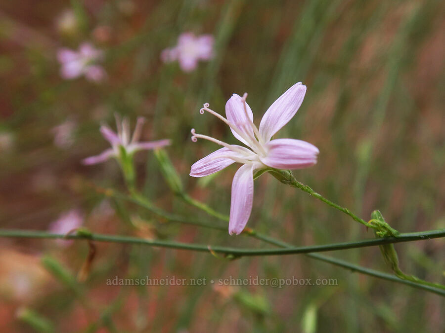 narrow-leaf wire lettuce (Stephanomeria tenuifolia) [Surprise Canyon Trail, Capitol Reef National Park, Garfield County, Utah]