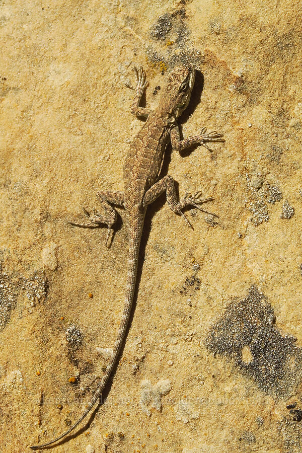 northern ornate tree lizard (Urosaurus ornatus wrighti) [Surprise Canyon Trail, Capitol Reef National Park, Garfield County, Utah]