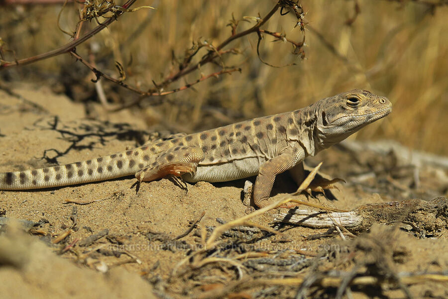 long-nosed leopard lizard (Gambelia wislizenii) [Surprise Canyon Trail, Capitol Reef National Park, Garfield County, Utah]
