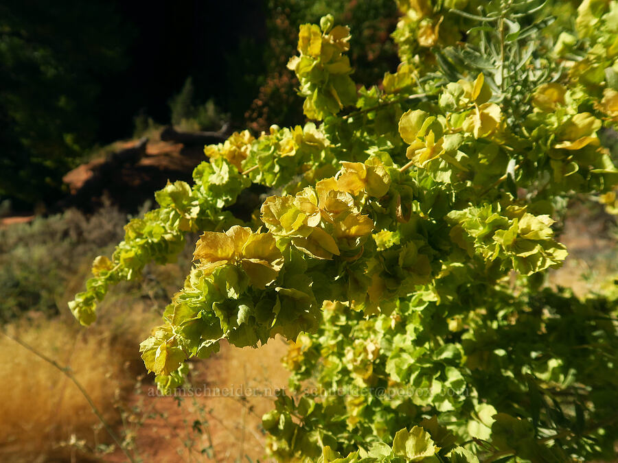 four-winged saltbush (Atriplex canescens) [Singing Canyon, Grand Staircase-Escalante National Monument, Garfield County, Utah]