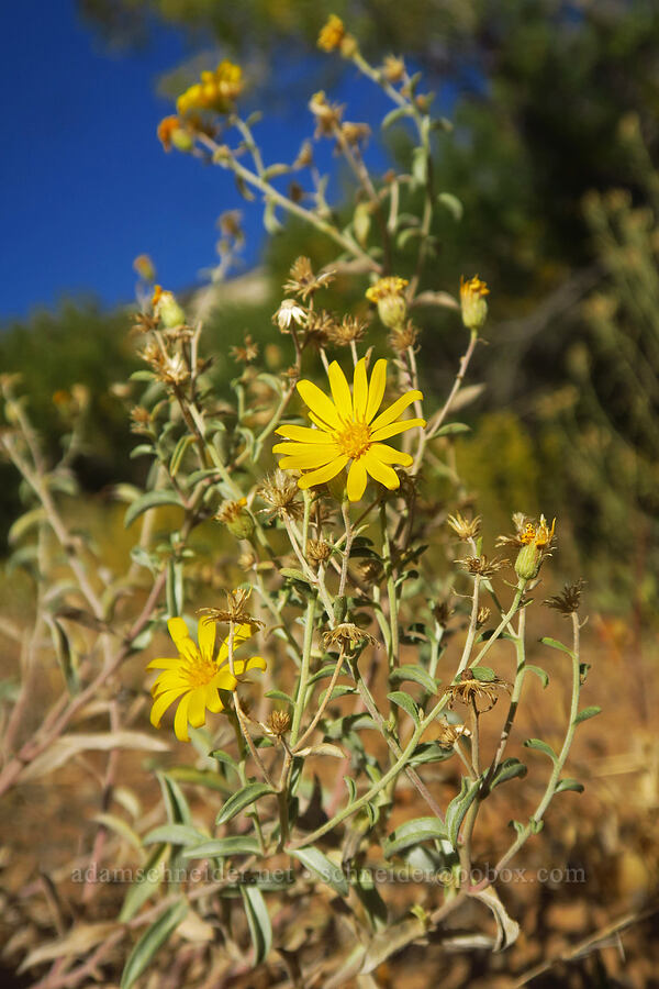 hairy golden-aster (Heterotheca sp. (Heterotheca villosa)) [Burr Trail Road, Grand Staircase-Escalante National Monument, Garfield County, Utah]