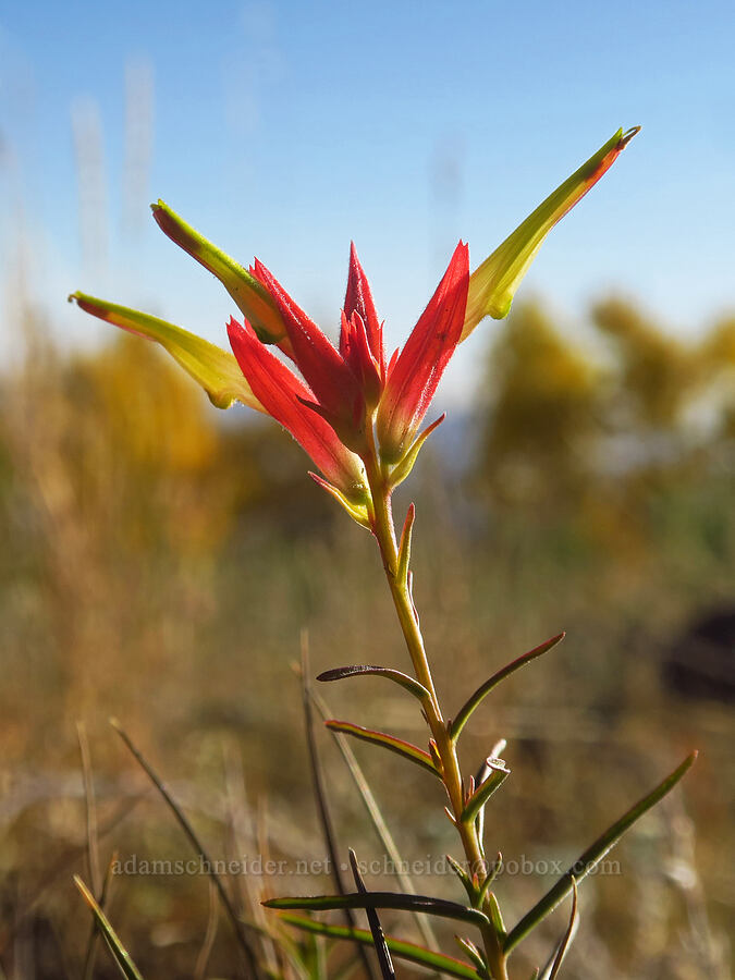 Wyoming paintbrush (Castilleja linariifolia) [Homestead Overlook, Fishlake National Forest, Garfield County, Utah]