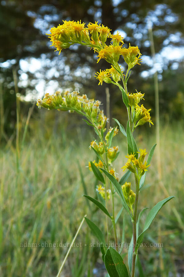 velvet goldenrod (Solidago velutina) [Utah SR-12, Fishlake National Forest, Garfield County, Utah]