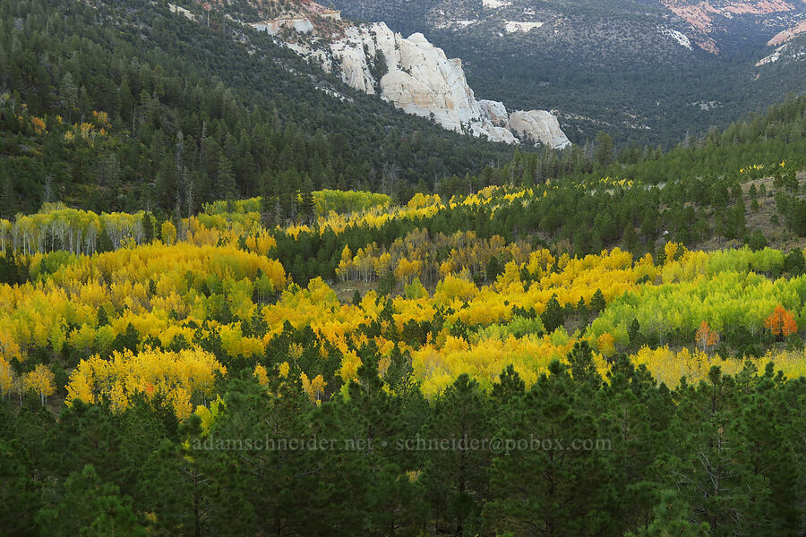 fall colors [Utah SR-12, Fishlake National Forest, Garfield County, Utah]