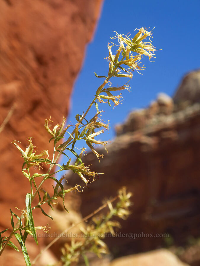 long-leaf brickell-bush (Brickellia longifolia) [Cassidy Arch Trail, Capitol Reef National Park, Wayne County, Utah]