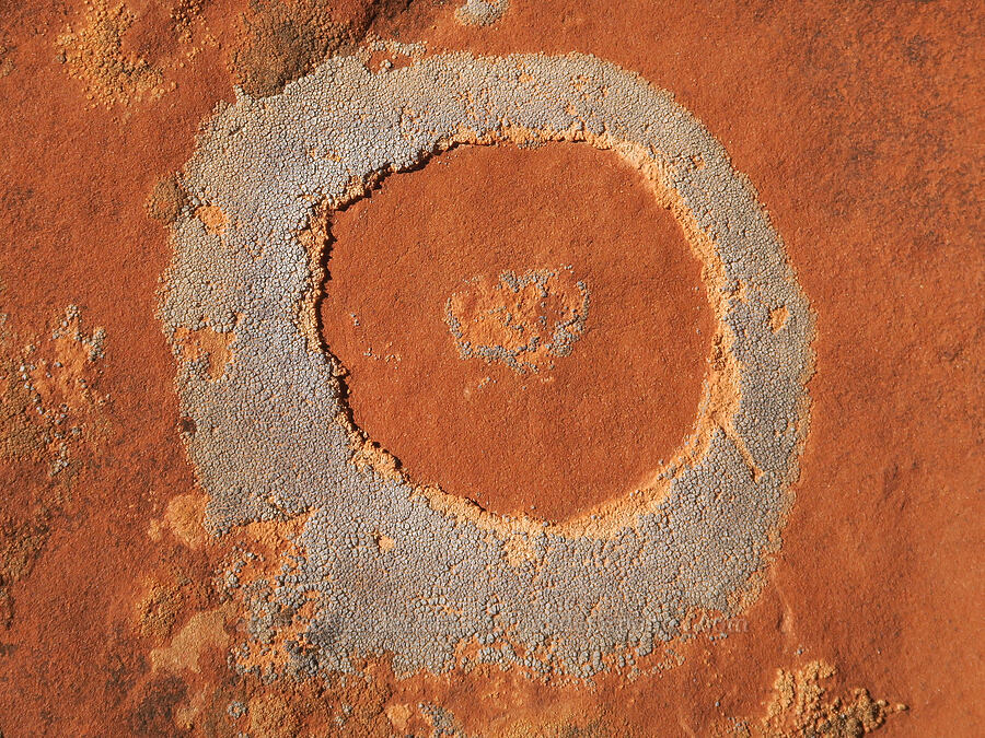 crustose lichen ring (Lecanora sp.) [Cassidy Arch Trail, Capitol Reef National Park, Wayne County, Utah]