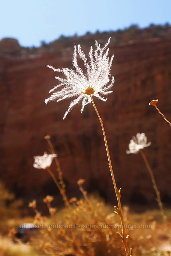 Apache plume seeds (Fallugia paradoxa) [Grand Wash, Capitol Reef National Park, Wayne County, Utah]