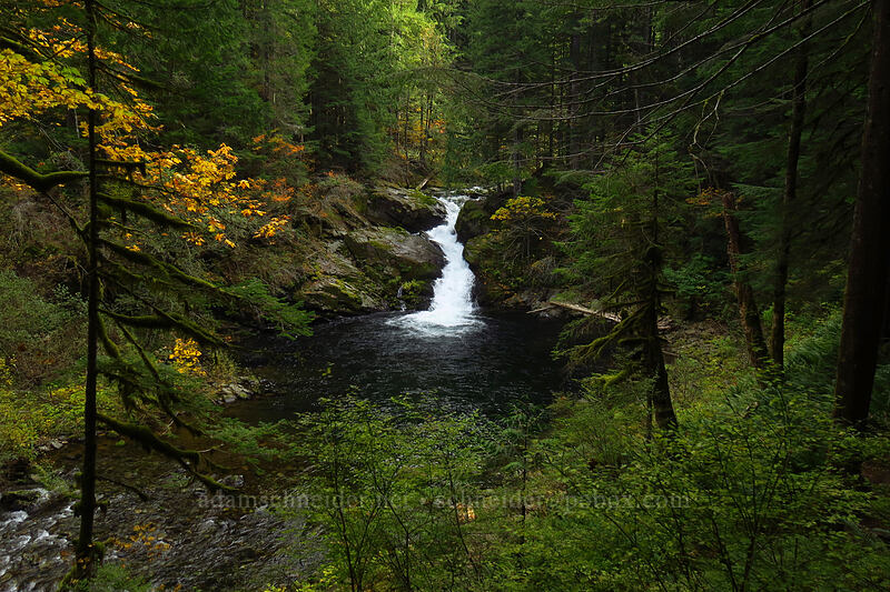 Siouxon Falls [Siouxon Creek Trail, Gifford Pinchot National Forest, Skamania County, Washington]