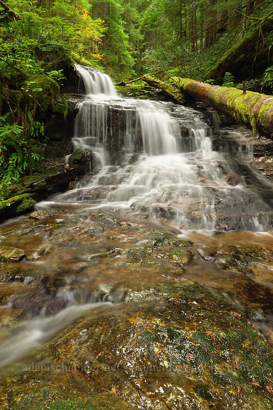 trailside waterfall [Siouxon Creek Trail, Gifford Pinchot National Forest, Skamania County, Washington]