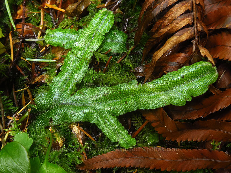 snakeskin liverwort (Conocephalum salebrosum) [Siouxon Creek Trail, Gifford Pinchot National Forest, Skamania County, Washington]
