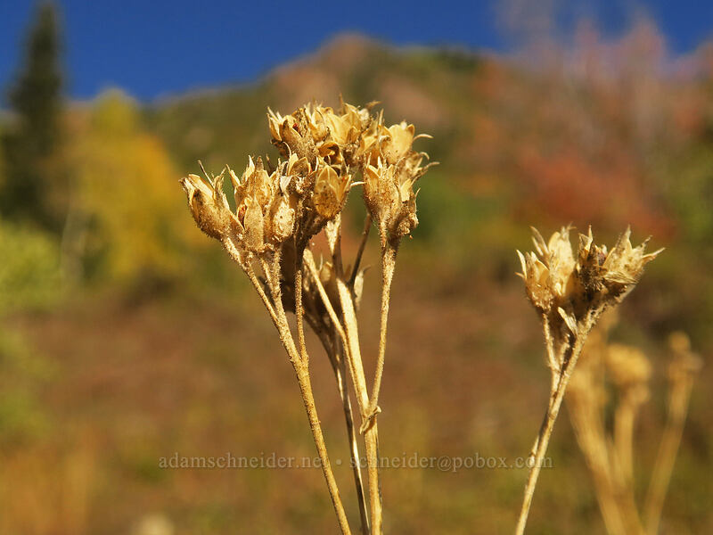 leafy Jacob's-ladder, gone to seed (Polemonium foliosissimum) [Mill A Basin Trail, Mount Olympus Wilderness, Salt Lake County, Utah]