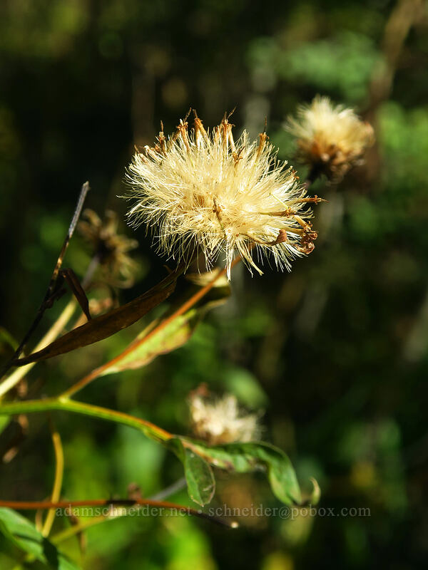 Engelmann's aster, gone to seed (Doellingeria engelmannii (Eucephalus engelmannii) (Aster engelmannii)) [Mill A Basin Trail, Mount Olympus Wilderness, Salt Lake County, Utah]