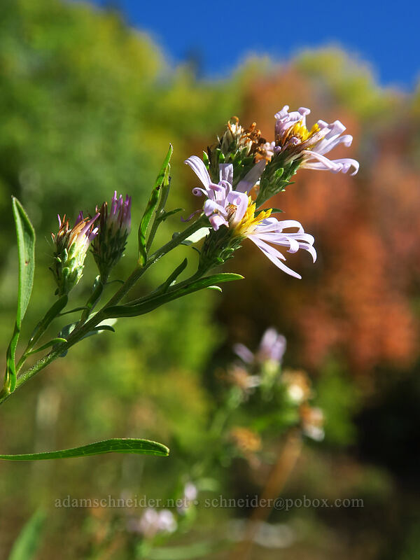 aster (Symphyotrichum sp. (Aster sp.)) [Mill A Basin Trail, Mount Olympus Wilderness, Salt Lake County, Utah]