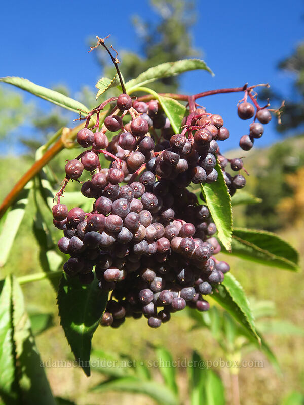 blue elderberries (Sambucus cerulea (Sambucus nigra ssp. caerulea) (Sambucus mexicana)) [Mill A Basin Trail, Mount Olympus Wilderness, Salt Lake County, Utah]