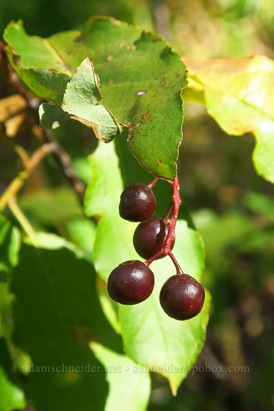 chokecherries (Prunus virginiana) [Desolation Trail, Mount Olympus Wilderness, Salt Lake County, Utah]