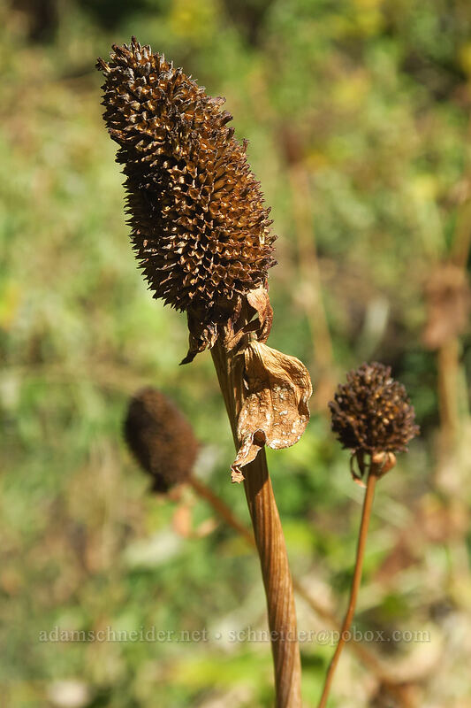 western coneflower, gone to seed (Rudbeckia occidentalis) [Desolation Trail, Mount Olympus Wilderness, Salt Lake County, Utah]