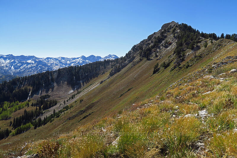 Mount Raymond [Mount Raymond, Mount Olympus Wilderness, Salt Lake County, Utah]