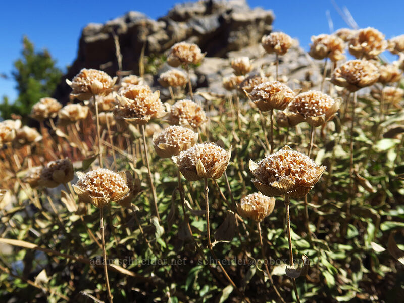 coyote mint, dried up (Monardella odoratissima) [Mount Raymond, Mount Olympus Wilderness, Salt Lake County, Utah]