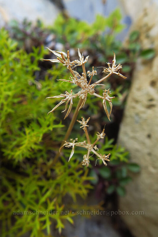 Henderson's desert parsley, gone to seed (Pteryxia hendersonii (Cymopterus hendersonii)) [Mount Raymond, Mount Olympus Wilderness, Salt Lake County, Utah]