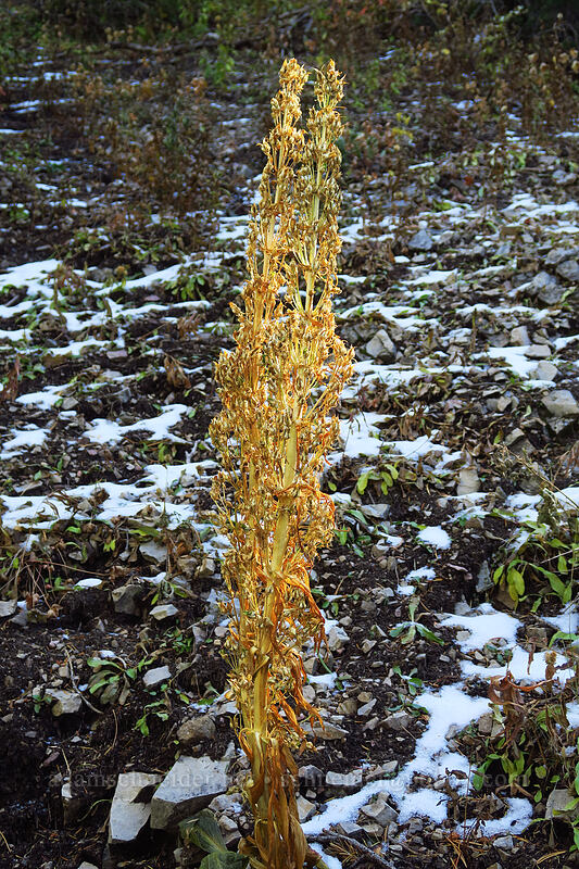 monument plant, gone to seed (Frasera speciosa) [Desolation Trail, Mount Olympus Wilderness, Salt Lake County, Utah]