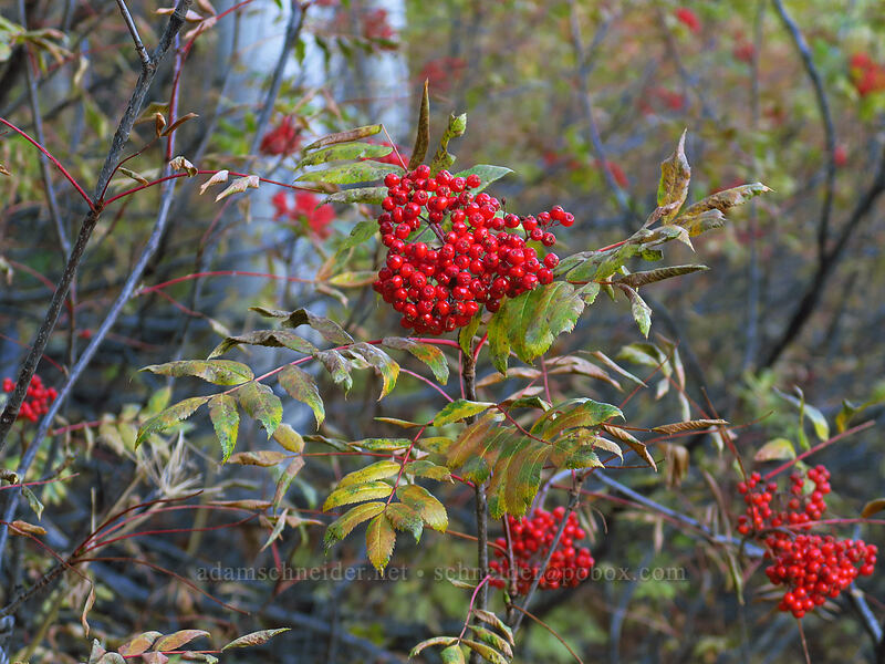 mountain-ash berries (Sorbus scopulina) [Mill A Basin Trail, Mount Olympus Wilderness, Salt Lake County, Utah]