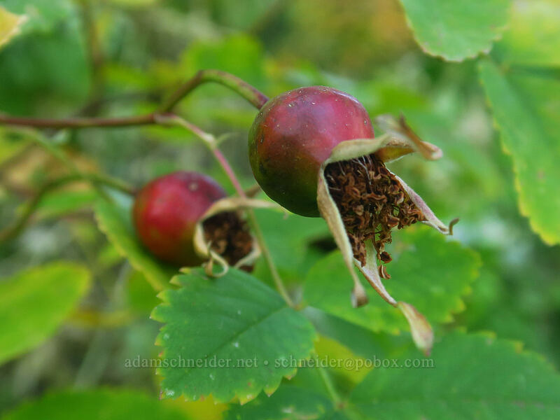 wild rose hips (Rosa sp.) [Mill A Basin Trail, Mount Olympus Wilderness, Salt Lake County, Utah]