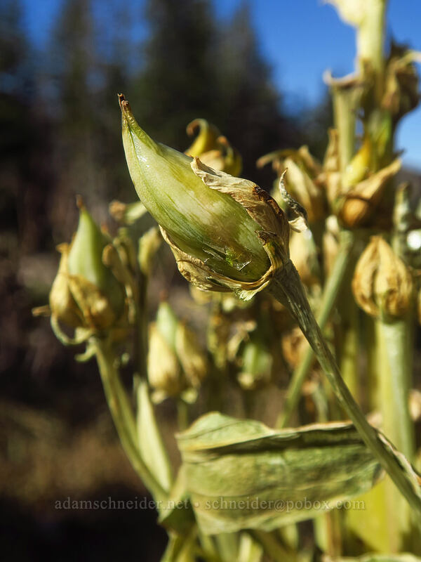 monument plant seed pods (Frasera speciosa) [Catherine Pass Trail, Uinta-Wasatch-Cache National Forest, Salt Lake County, Utah]
