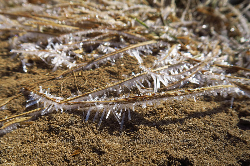 ice crystals [Catherine Pass Trail, Uinta-Wasatch-Cache National Forest, Salt Lake County, Utah]