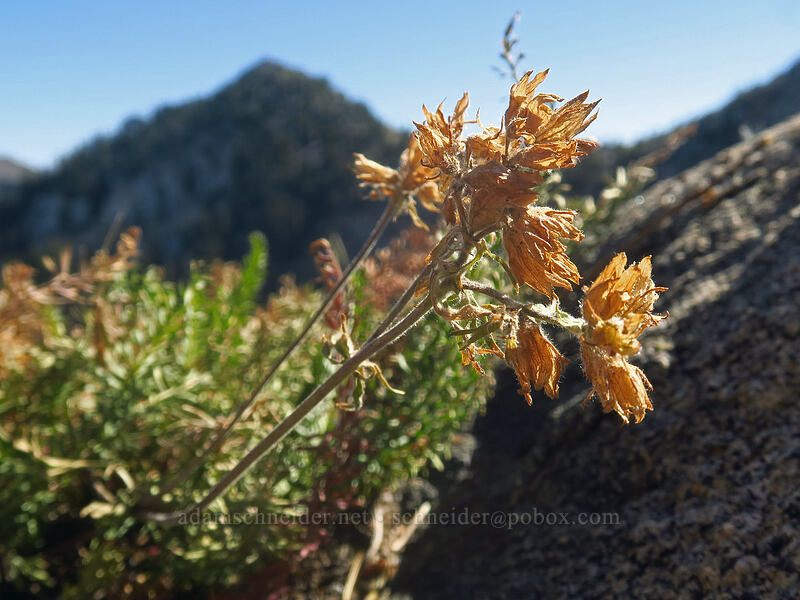 Gordon's ivesia, dried up (Ivesia gordonii (Potentilla gordonii)) [Catherine Pass, Uinta-Wasatch-Cache National Forest, Salt Lake County, Utah]