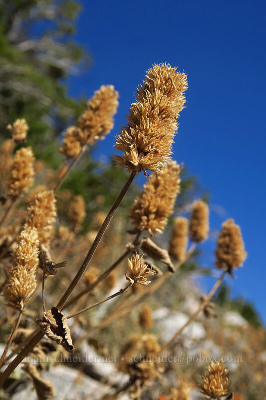 nettle-leaf horse-mint, dried up (Agastache urticifolia) [Mount Wolverine, Uinta-Wasatch-Cache National Forest, Salt Lake County, Utah]