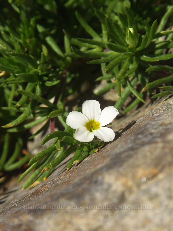 Nuttall's linanthus (Leptosiphon nuttallii (Linanthus nuttallii)) [Albion Basin, Uinta-Wasatch-Cache National Forest, Salt Lake County, Utah]