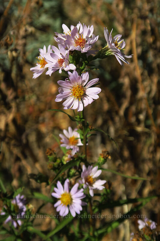 long-leaf aster (Symphyotrichum ascendens (Aster ascendens)) [Little Cottonwood Canyon Road, Uinta-Wasatch-Cache National Forest, Salt Lake County, Utah]