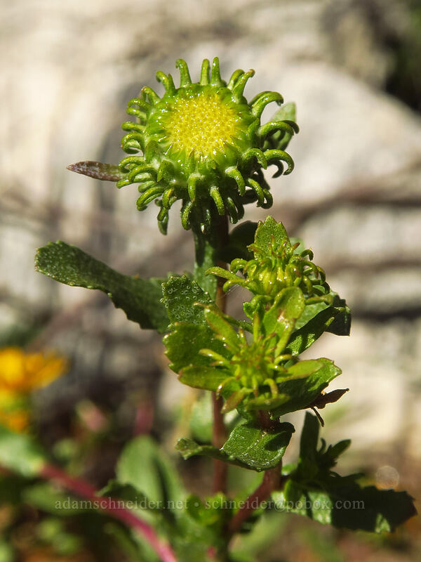 curly gumweed, budding (Grindelia squarrosa) [Little Cottonwood Canyon Road, Uinta-Wasatch-Cache National Forest, Salt Lake County, Utah]