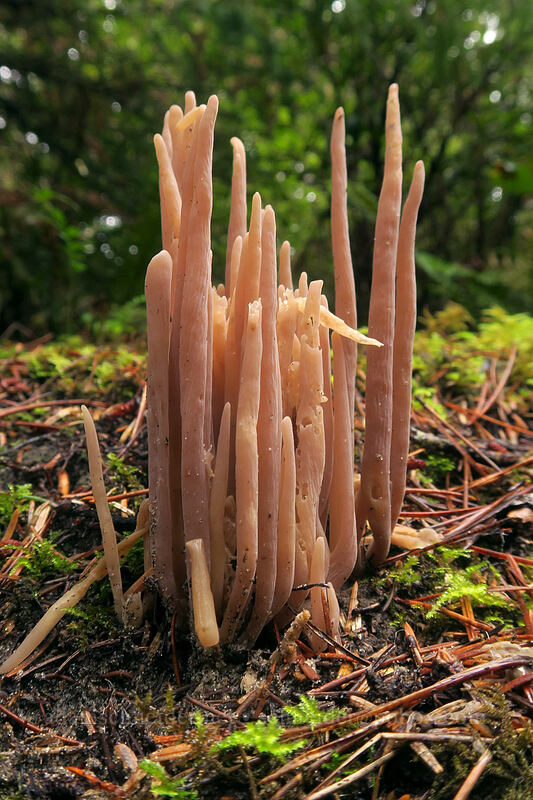 purple spindles (purple fairy club fungus) (Alloclavaria purpurea (Clavaria purpurea)) [Kinnikinnik Woods Trail, Sitka Sedge State Natural Area, Tillamook County, Oregon]