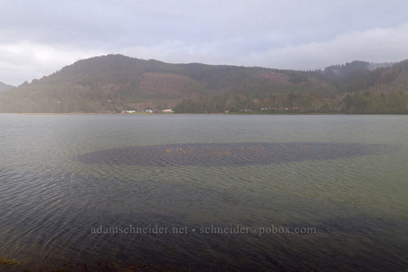 submerged island in Sand Lake Estuary [Beltz Dike, Sitka Sedge State Natural Area, Tillamook County, Oregon]