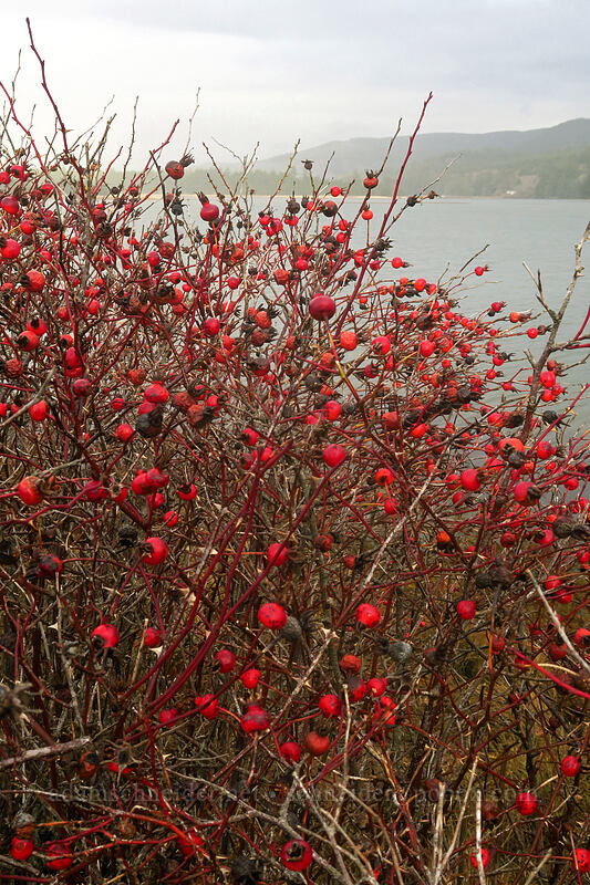 Nootka rose hips (Rosa nutkana) [Beltz Dike, Sitka Sedge State Natural Area, Tillamook County, Oregon]