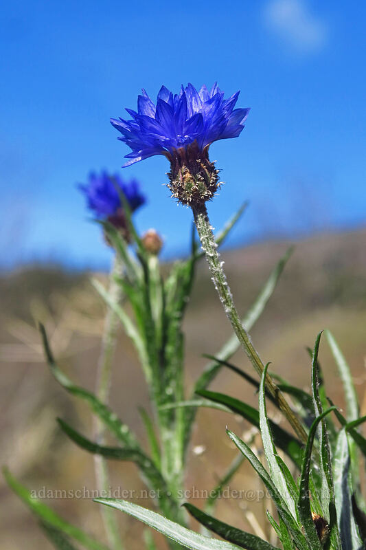 bachelor's buttons (Centaurea cyanus) [Old Highway 8, Gifford Pinchot National Forest, Klickitat County, Washington]