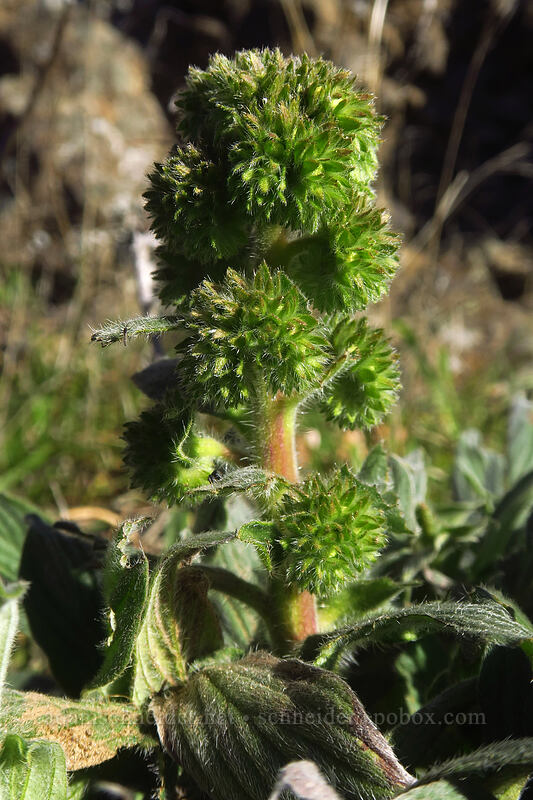 phacelia, budding (Phacelia hastata) [Old Highway 8, Gifford Pinchot National Forest, Klickitat County, Washington]