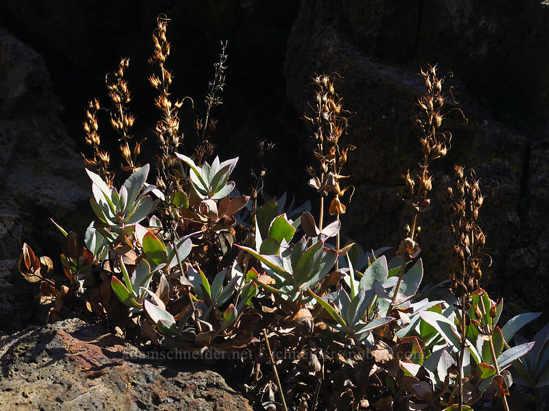 last year's Barrett's penstemon (Penstemon barrettiae) [Old Highway 8, Gifford Pinchot National Forest, Klickitat County, Washington]