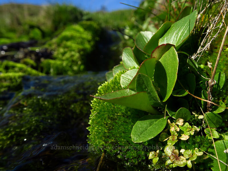 northwestern (whole-leaf) saxifrage leaves (Micranthes integrifolia (Saxifraga integrifolia)) [Old Ranch Road Trail, Gifford Pinchot National Forest, Klickitat County, Washington]