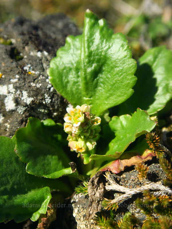saxifrage (Micranthes sp. (Saxifraga sp.)) [Old Ranch Road Trail, Gifford Pinchot National Forest, Klickitat County, Washington]