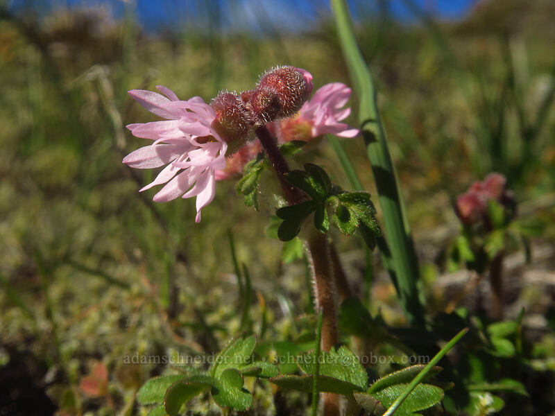 prairie stars (Lithophragma glabrum) [Little Moab Trail, Gifford Pinchot National Forest, Klickitat County, Washington]