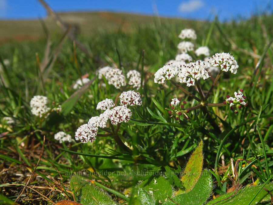 salt-and-pepper (Piper's desert parsley) (Lomatium piperi) [Old Ranch Road Trail, Gifford Pinchot National Forest, Klickitat County, Washington]