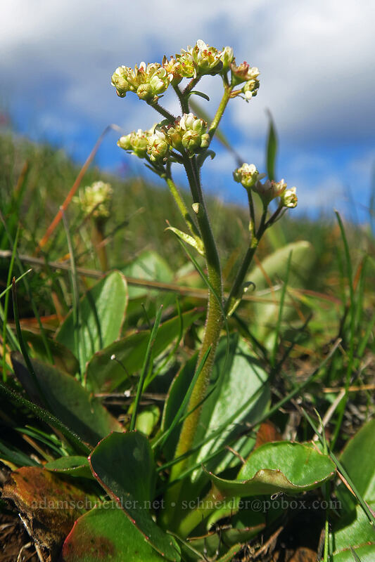 saxifrage (Micranthes sp. (Saxifraga sp.)) [Coyote Wall Trail, Gifford Pinchot National Forest, Klickitat County, Washington]