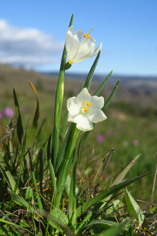 white grass widows (Olsynium douglasii) [Coyote Wall Trail, Gifford Pinchot National Forest, Klickitat County, Washington]