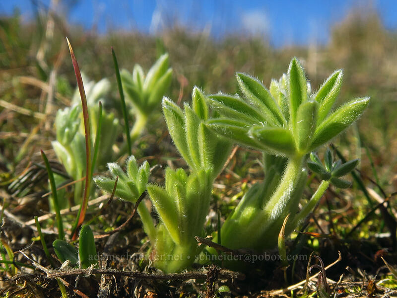 lupine leaves (Lupinus sp.) [Coyote Wall Trail, Gifford Pinchot National Forest, Klickitat County, Washington]