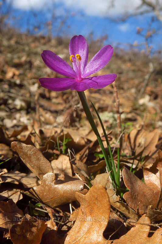 grass widow under oak trees (Olsynium douglasii) [Traverse Trail, Gifford Pinchot National Forest, Klickitat County, Washington]