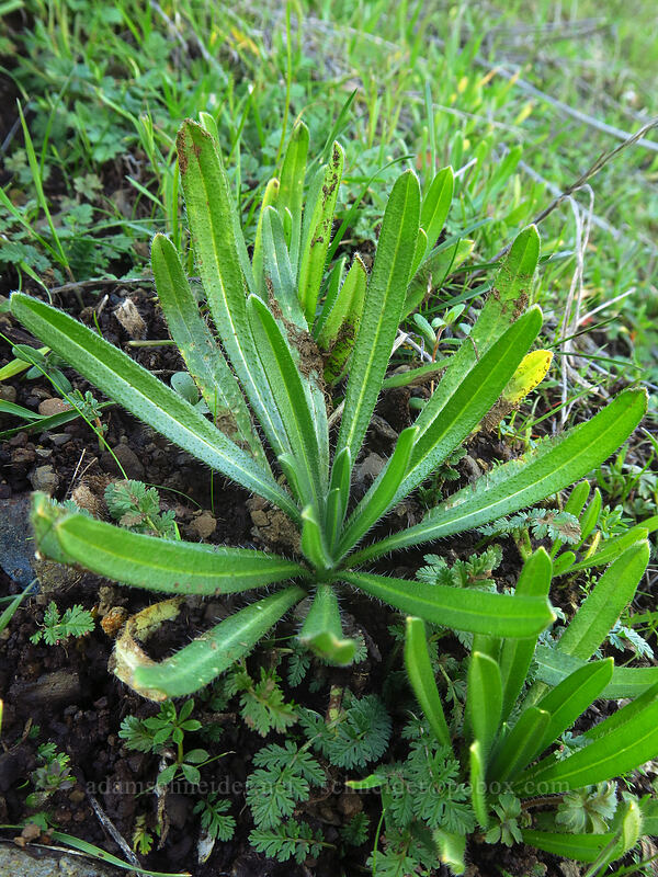 fiddleneck leaves (Amsinckia sp.) [The Labyrinth, Gifford Pinchot National Forest, Klickitat County, Washington]
