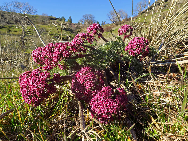 Columbia desert parsley (Lomatium columbianum) [Little Maui Trail, Gifford Pinchot National Forest, Klickitat County, Washington]
